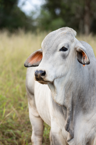 A Grey Brahman Cow Close Up - Australian Stock Image