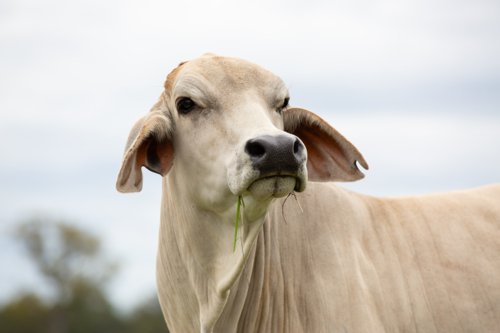 A Grey Brahman Cow Eating Grass - Australian Stock Image