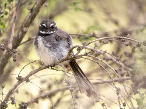 A grey fantail (Rhipidura albiscapa) - Australian Stock Image