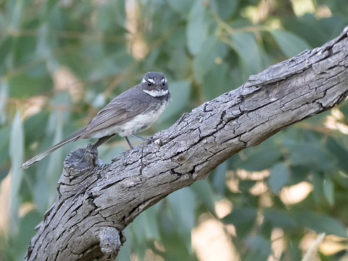 A grey fantail (Rhipidura albiscapa) - Australian Stock Image
