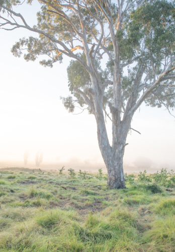 A grey gum tree on a misty morning in a green dewy paddock - Australian Stock Image