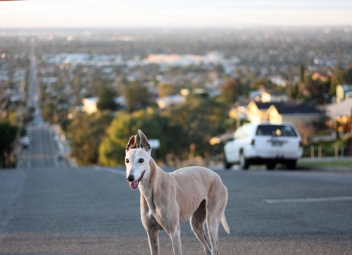 A greyhound standing on the road - Australian Stock Image
