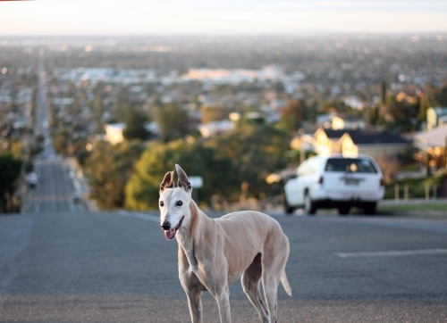 A greyhound standing on the road