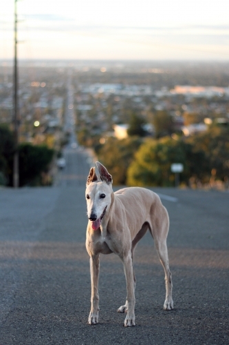 A greyhound standing on the road - Australian Stock Image