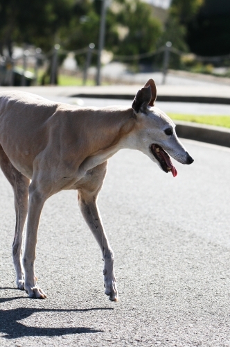 A greyhound walking on the road - Australian Stock Image
