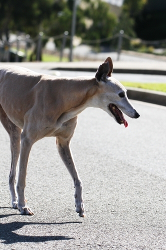 A greyhound walking on the road
