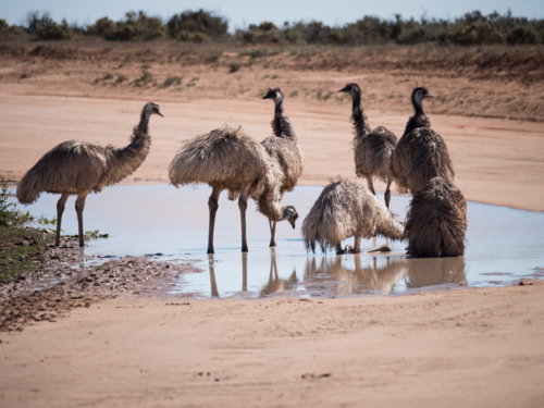 A group of emus drinking from a puddle of a water in outback New South Wales - Australian Stock Image