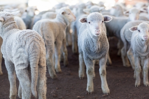 A group of merino lambs in yard - Australian Stock Image