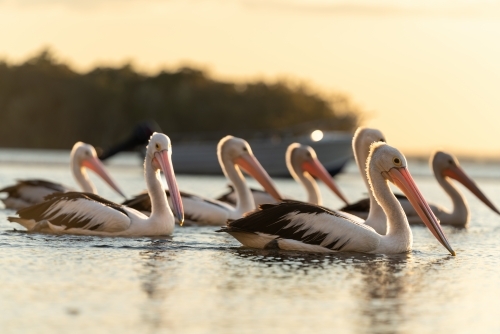 A group of pelicans floating on the water with a soft glow of sunlight - Australian Stock Image