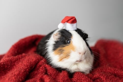 A guinea pig (Cavia porcellus) wearing a Christmas hat on a red blanket