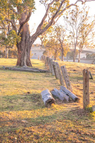 A gum tree, an old fence line and golden hour - Australian Stock Image