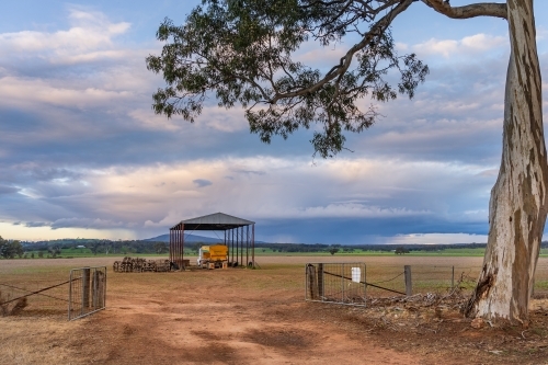A gum tree overhanging a farm gateway and a shed in the middle of a paddock - Australian Stock Image
