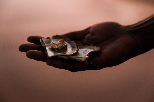 A hand holding oysters with pearls in them - Australian Stock Image