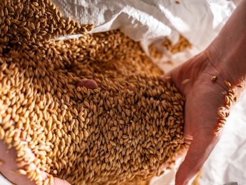 A handful of golden-brown grains in a sack - Australian Stock Image