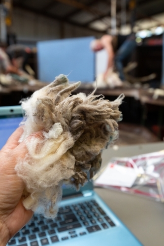 a handful of merino wool in front of laptop in shearing shed - Australian Stock Image