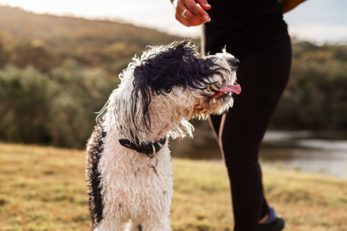 A happy dog is walking beside its owner near the river as the sun sets in the background - Australian Stock Image