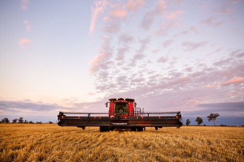 A header parked in a wheat paddock at sunset