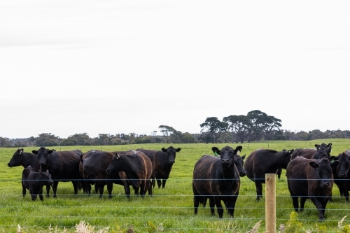 A herd of beef cattle on a free range cow ranch farm - Australian Stock Image