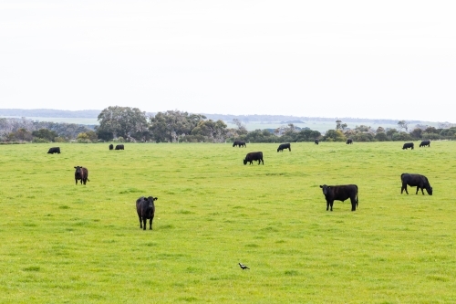 A herd of beef cattle on a free range cow ranch farm - Australian Stock Image