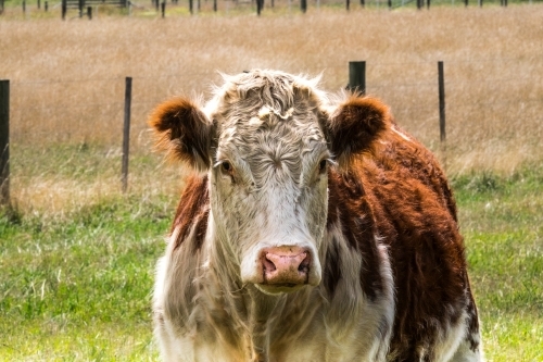 A hereford cow stands in the paddock of green grass.