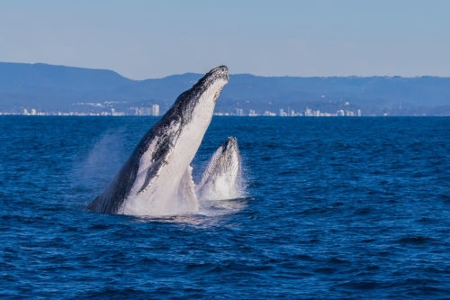 A Humpback calf learning to breach by copying mum