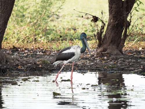A jabiru (Ephippiorhynchus asiaticus) standing in a billabong in Kakadu National Park - Australian Stock Image