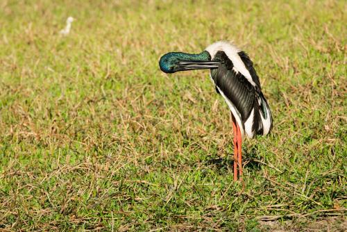 A Jabiru preening itself - Australian Stock Image