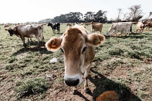 A jersey cow on a dairy farm with other cows in the foreground - Australian Stock Image