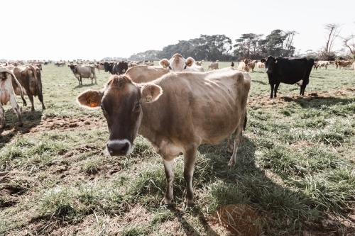 A jersey cow on a dairy farm with other cows in the foreground - Australian Stock Image