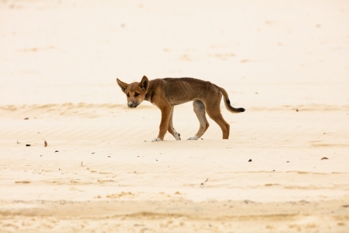 A juvenile dingo walking along the sandy beach of Fraser Island