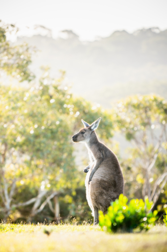 A Kangaroo at Deep Creek, South Australia - Australian Stock Image