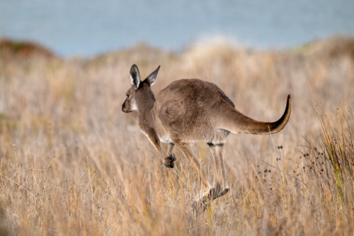 A kangaroo bounds through dry golden grassland with sand dunes visible in the soft background. - Australian Stock Image