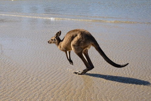 A kangaroo hopping through shallow ocean water near the shore - Australian Stock Image