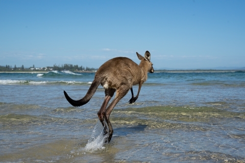A kangaroo hopping through shallow ocean water near the shore - Australian Stock Image