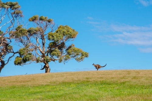 a kangaroo jumping on a hill, with gum trees - Australian Stock Image