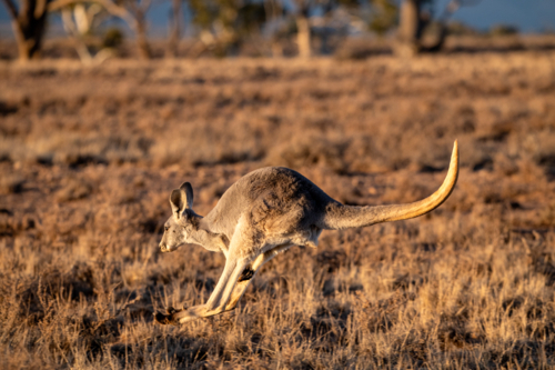 A kangaroo leaps mid-air through dry outback scrubland in warm golden light - Australian Stock Image