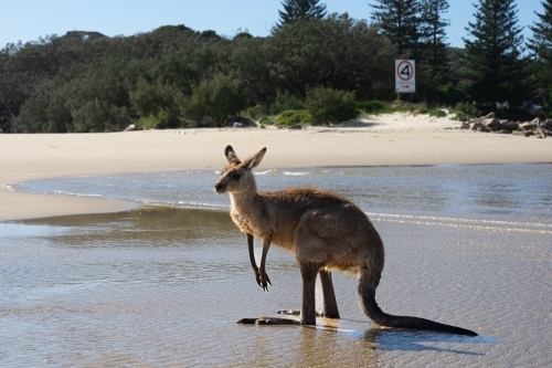 a kangaroo standing on a sandy beach near the water’s edge - Australian Stock Image