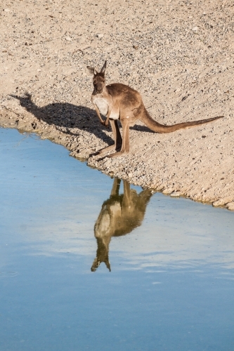 A kangaroo standing on the edge of a waterhole with its reflection - Australian Stock Image