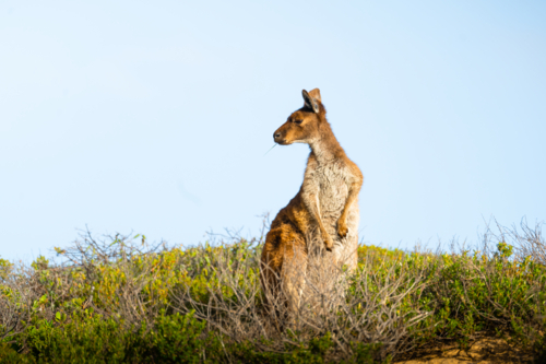 A kangaroo stands alert atop a grassy ridge under clear blue skies bathed in warm sunlight - Australian Stock Image