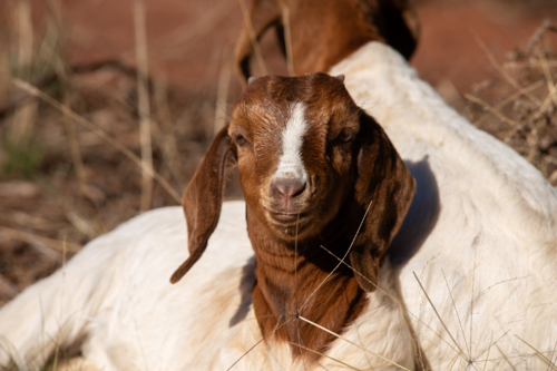 A kid goat sitting in the sun - Australian Stock Image