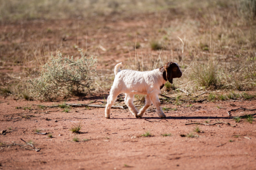 A kid goat walking in a paddock - Australian Stock Image