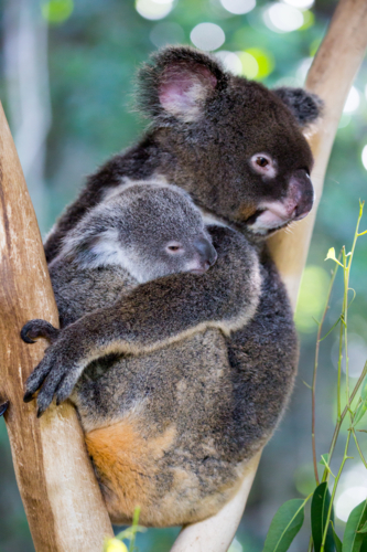 A koala and it's joey sit in a tree in far nth Queensland, Australia - Australian Stock Image