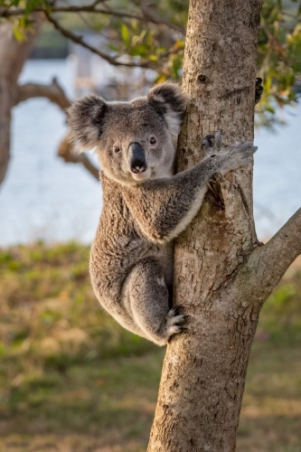 A koala at eye-level on a tree trunk in a park with the ocean in the background