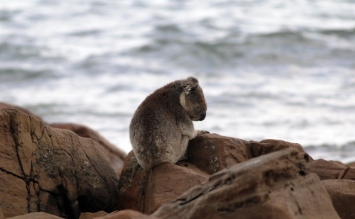 A koala on sitting on rocks by the ocean