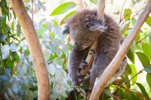 A koala sleeps during a hot summer's day in Melbourne, Australia - Australian Stock Image