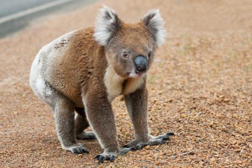 A koala walking on the roadside