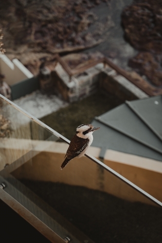 A Kookaburra sitting on a balcony railing. - Australian Stock Image