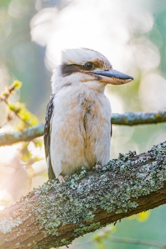 A kookaburra sitting on the branch of a tree - Australian Stock Image