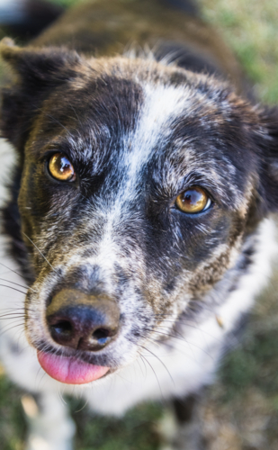 A Koolie Collie dog looking up with pink tongue sticking out - Australian Stock Image