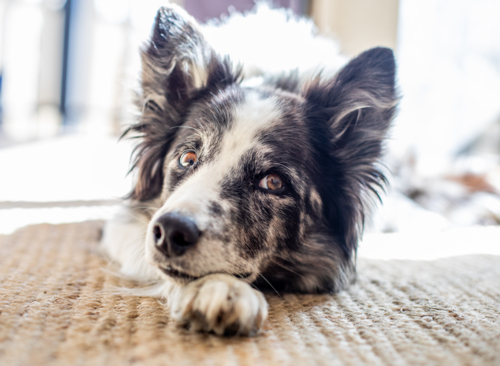 A koolie dog lying on the floor with head on paw - Australian Stock Image